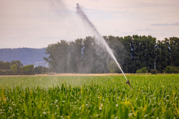 Sprinkler einer Anlage zur Wasser Bewässerung auf einem landwirtschaftlichen Feld mit Mais im trockenen Sommer