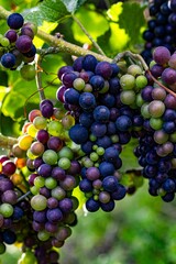 Unripe vines on the branch in the Ahr valley, red grapes on vine