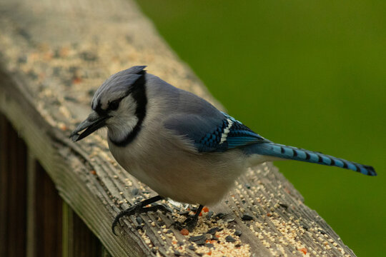 This Pretty Blue Jay Came Out On The Railing Of My Deck For Some Birdseed. I Love This Bird's Blue, Grey, And Black Colors. This Corvid Is In The Crow Family And Can Recognize People's Faces.