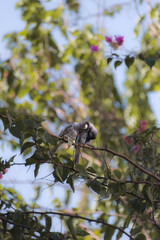 two common house sparrows sitting on the branch, trying to impress female, cleaning, singing, communicating, branches, tree, green, 