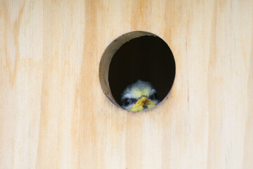 Cute blue tit chick is looking out of its birdhouse   Cyanistes caeruleus © David Daniel