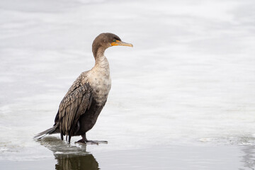 cormorant on ice