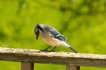 This pretty blue jay came out on the railing of my deck for some birdseed. I love this bird's blue, grey, and black colors. This corvid is in the crow family and can recognize people's faces.