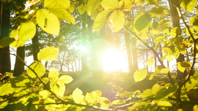 Colorful vibrant vivid forest trees woodland at sunset golden hour