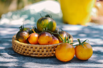 yellow tomatoes with different shades organic close-up on a summer day on the table and in a wicker plate selective focus