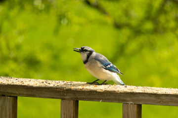 Obraz na płótnie Canvas This pretty blue jay came out on the railing of my deck for some birdseed. I love this bird's blue, grey, and black colors. This corvid is in the crow family and can recognize people's faces.