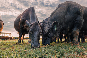 Texas cattle