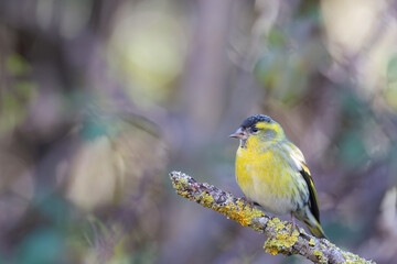 The Eurasian siskin or European siskin (Spinus spinus) , small passerine bird in the finch family Fringillidae. 