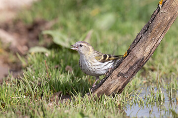 The Eurasian siskin or European siskin (Spinus spinus) , small passerine bird in the finch family Fringillidae. 