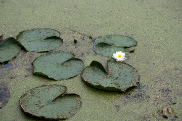 Water Lily and lily pads in green algae
