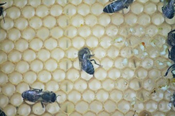 Close up view of the working bees on honey cells