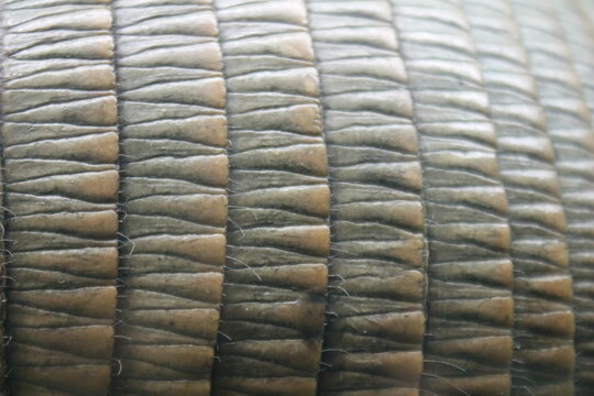 armadillo closeup of scales triangle forms of middle scales 