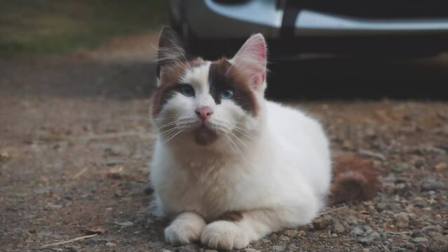 Beleza Felina em Foco