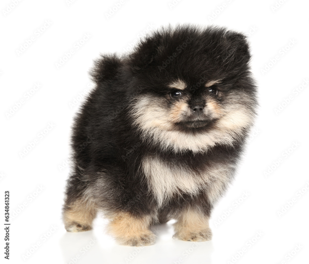 Poster pomeranian puppy in stand on a white background