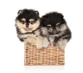 Two Pomeranian puppies lie in a wicker box on a white background