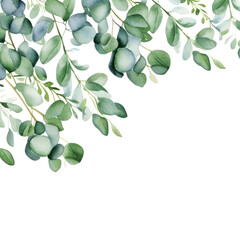 Watercolor eucalyptus branch isolated