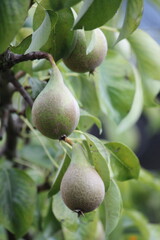 fig growing on tree background