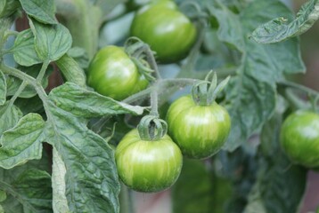 green unripe tomatoes growing on plant vine