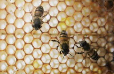 Close up view of the working bees on honey cells, where worker bees make honey