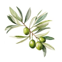 Olive branch isolated