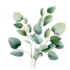 Watercolor eucalyptus branch isolated