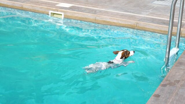 Jack russell terrier in swimming pool