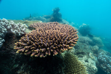 Fototapeta na wymiar corals in fitzroy island ,australia.