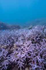 Naklejka na ściany i meble corals in fitzroy island ,australia.