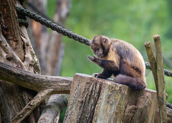 Yellow-Breasted Capuchin, the yellow-breasted capuchin with light brown face and black brown cap