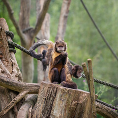 Yellow-Breasted Capuchin with light brown face and black brown cap. Portrait