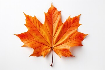 One autumn falling orange maple leaf isolated on white background