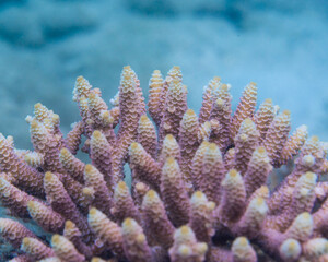 healthy coral in the great barrier reef