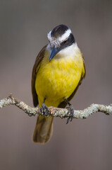 Great Kiskadee,  Pitangus sulphuratus, Calden forest, La Pampa, Argentina