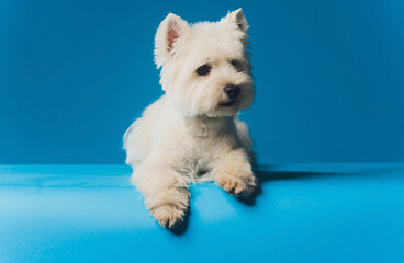 Portrait Maltese lapdog Close-up portrait small white dog. - obrazy, fototapety, plakaty