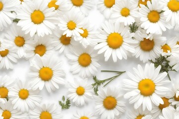 Chamomile flower bouquet isolated on transparent background. Daisy flower, medical plant. Chamomile flower for your design