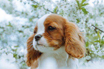 Portrait of funny spaniel cub stand near white cherry flowers. Red and white puppy rest outside, enjoy summer nature.