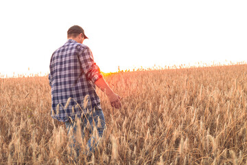 Naklejka na ściany i meble Agriculture. A farmer walks through a field with wheat at sunset. A male farmer inspects a wheat crop ready for harvest. Agricultural business concept.