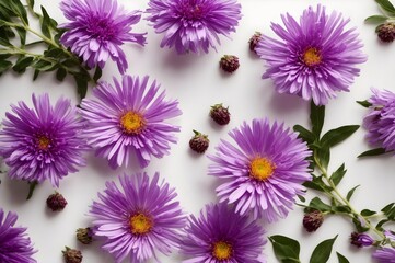 Purple daisy blossom on white  background