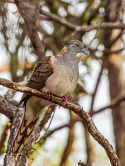 Bar-shouldered Dove in Queensland Australia