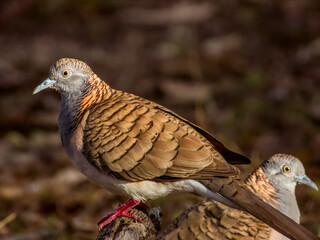 Bar-shouldered Dove in Queensland Australia
