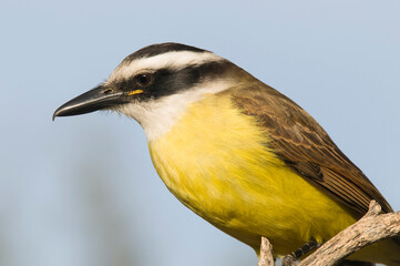 Great Kiskadee,  Pitangus sulphuratus, Calden forest, La Pampa, Argentina