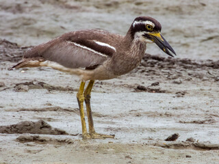 Beach Stone Curlew in Queensland Australia