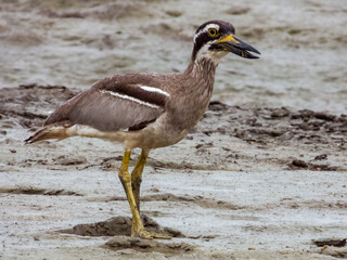 Beach Stone Curlew in Queensland Australia