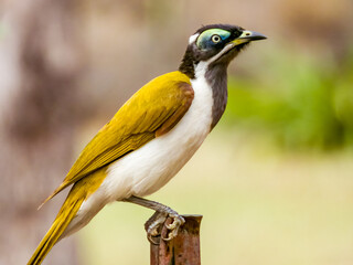 Blue-faced Honeyeater in Queensland Australia