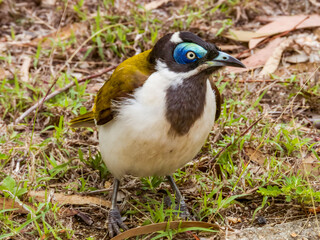 Blue-faced Honeyeater in Queensland Australia