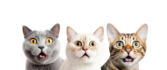 Portrait of Three Surprised Cats (Bristish, Munchkin, Bengal). Isolated on White and Png Transparent Background.