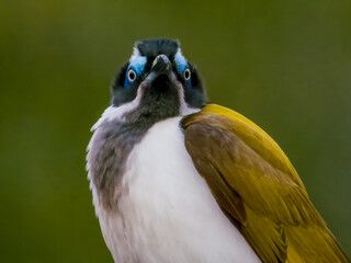 Fototapeta premium Blue-faced Honeyeater in Queensland Australia