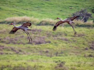 Brolga Crane in Queensland Australia