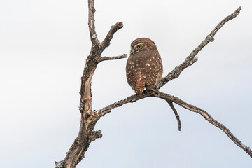 Ferruginous Pygmy owl, Glaucidium brasilianum, Calden forest, La Pampa Province, Patagonia, Argentina.