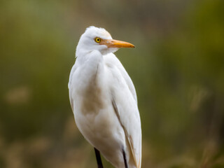 Cattle Egret in Queensland Australia